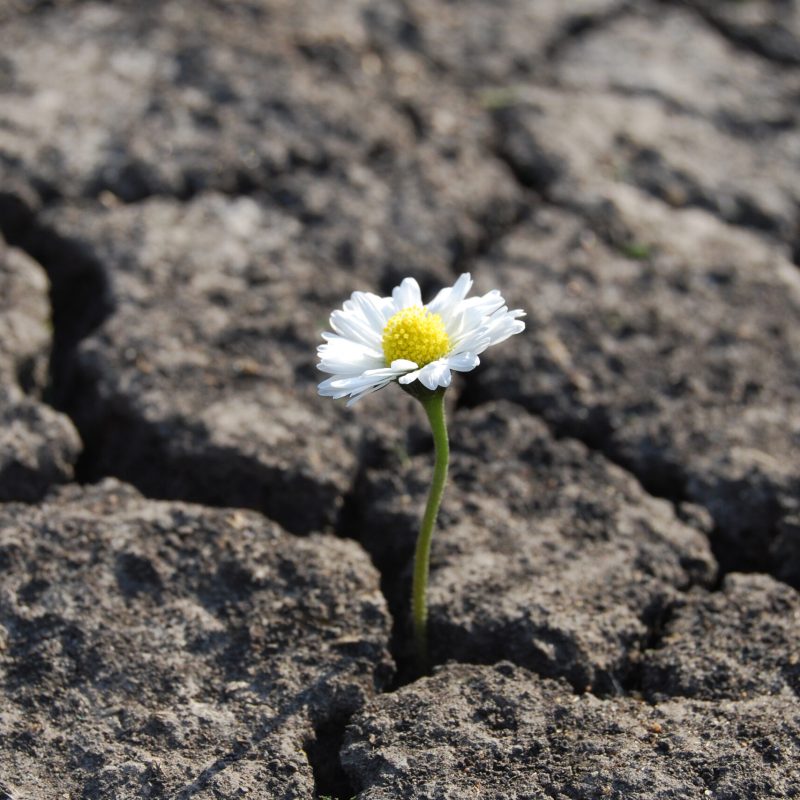 resilience_Flower has grown in arid cracked barren soil